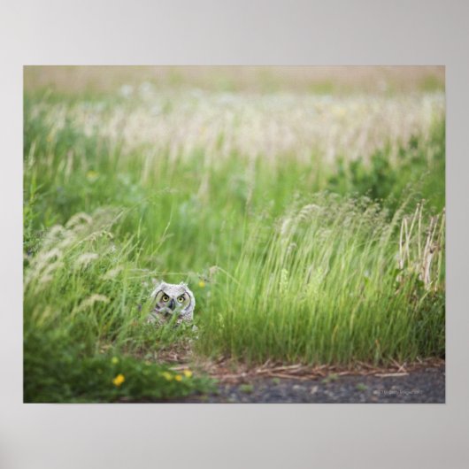 Schale im Gras Poster (Vorne)