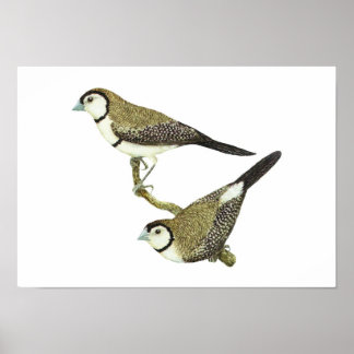 Schale (in beiden Formen) - Taeniopygia bichenovii Poster