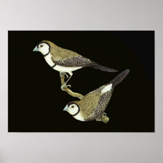 Schale (in beiden Formen) - Taeniopygia bichenovii Poster