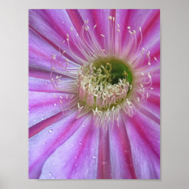 Schale Poster