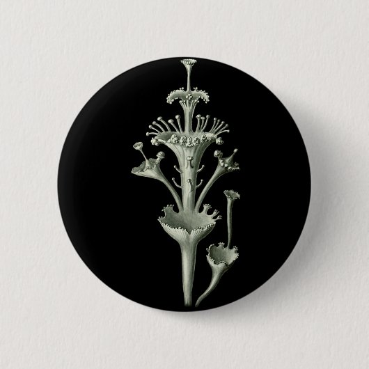 Schalen-Flechte Button (Vorderseite)