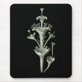 Schalen-Flechte Mousepad (Vorne)