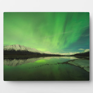 Schalotten Aurora Fotoplatte