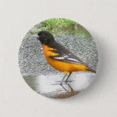 Schaltfläche Baltimore Oriole Button (Vorderseite)