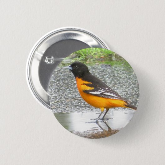 Schaltfläche Baltimore Oriole Button (Vorne & Hinten)