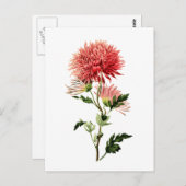 Schaltfläche "Botanischer roter Bachelor" Postkarte (Vorne/Hinten)
