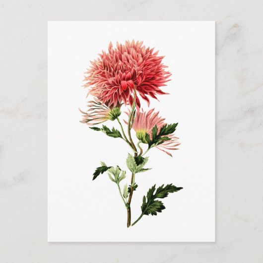 Schaltfläche "Botanischer roter Bachelor" Postkarte (Vorderseite)