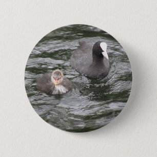 Schaltfläche Coot und Chick Button