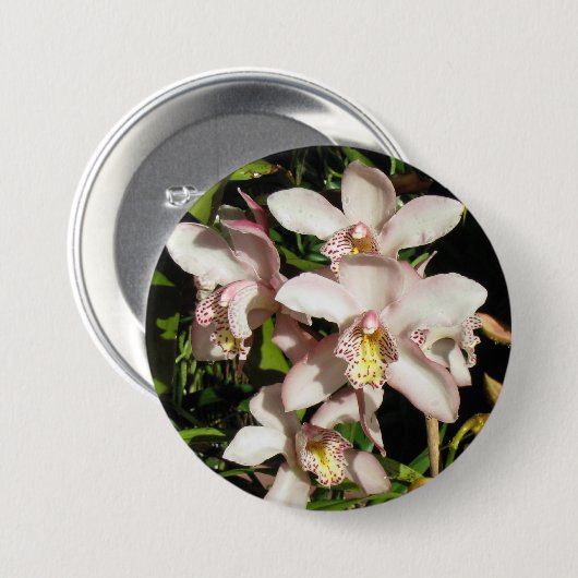 Schaltfläche Cymbidium Orchio Button (Vorne & Hinten)