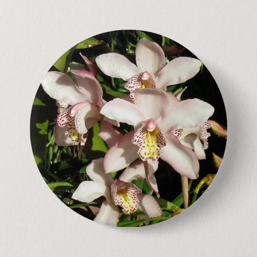 Schaltfläche Cymbidium Orchio Button (Vorderseite)
