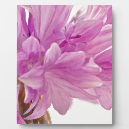 Schaltfläche Fotoplatte (Vorderseite)