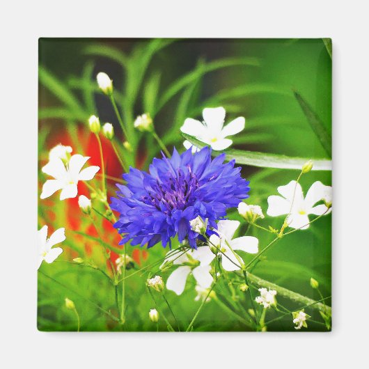 Schaltfläche Gipskraut und Bachelor Magnet (Vorne)