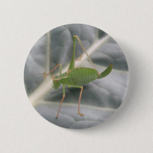 Schaltfläche "Green Cricket Macro" Button
