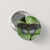 Schaltfläche "hübscher tropischer Schmetterling un Button (Vorne & Hinten)