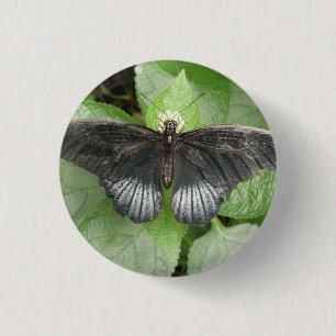 Schaltfläche "hübscher tropischer Schmetterling un Button