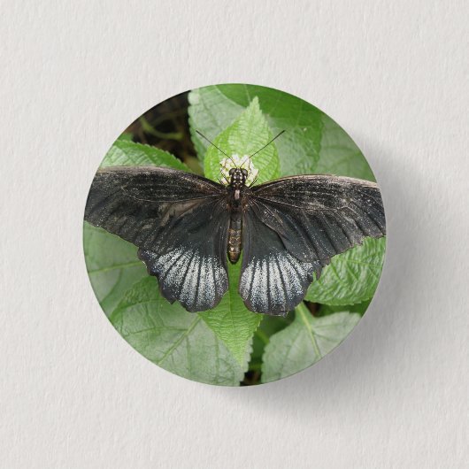 Schaltfläche "hübscher tropischer Schmetterling un Button (Vorderseite)