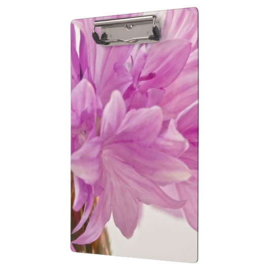 Schaltfläche Klemmbrett (Links)