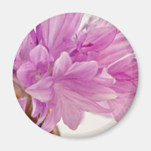 Schaltfläche Magnet