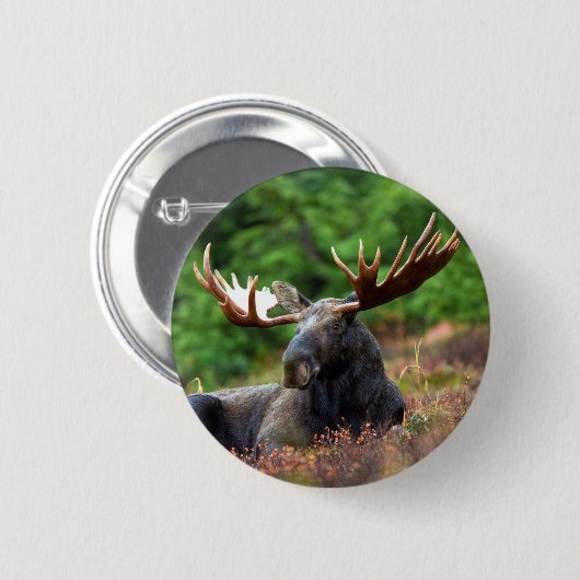 Schaltfläche Moose Button (Vorne & Hinten)