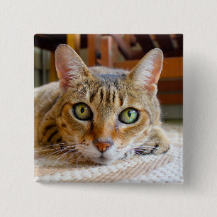 Schaltfläche "niedliche Katze" Button