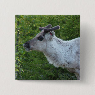 Schaltfläche Rentier in Lapland Button