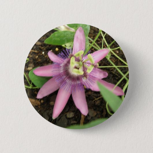 Schaltfläche "Rosa und Lila Passionsblume" Button (Vorderseite)