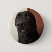 Schaltfläche "Sced Dog Meme"-Button Button (Vorderseite)