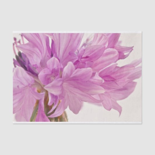 Schaltfläche Seidenpapier (Vorderseite)