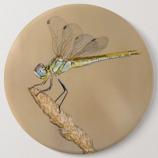 Schaltfläche "Skimmer Dragonfly Insect Female" (CC Button (Vorderseite)