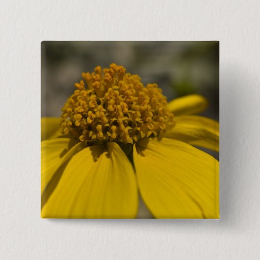 Schaltfläche "Wüste Brittlebrush Square" Button (Vorderseite)