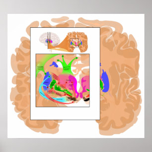 Schaltungen von Basal Ganglia Teil der Hirnkarte Poster