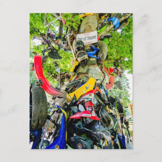 Schambaum des Schwanzes des Drachen Postkarte (Vorderseite)