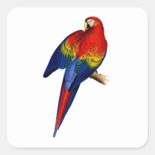 Scharara Ara Tropischer Bunter Regenbogen Vogel Quadratischer Aufkleber