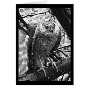 Scharf-Shinned Falke