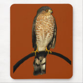 Scharf-shinned Falke Mousepad (Vorne)