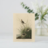 Scharfschwanzfinch von Audubons Vögeln Amerikas Postkarte (Stehend Vorderseite)