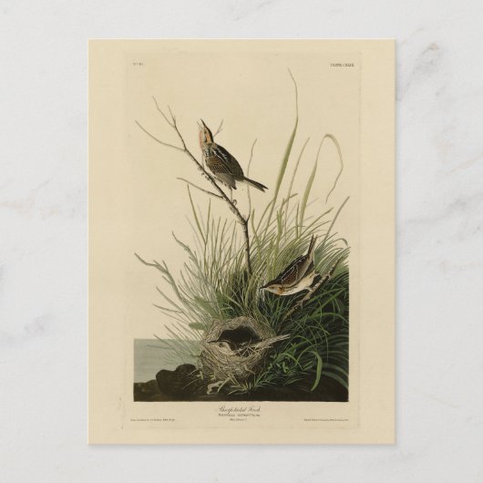 Scharfschwanzfinch von Audubons Vögeln Amerikas Postkarte (Vorderseite)