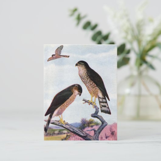Scharfsichtige Falken Postkarte (Stehend Vorderseite)