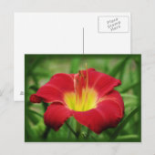 Scharlach mit grün - Taglilie Postkarte (Vorne/Hinten)