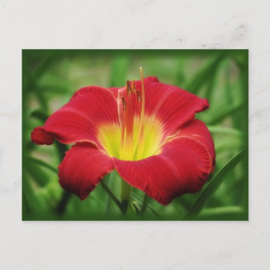 Scharlach mit grün - Taglilie Postkarte (Vorderseite)
