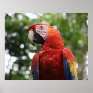 Scharlachara Copan Poster