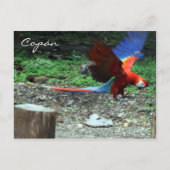 Scharlachrome Postkarte (Vorderseite)