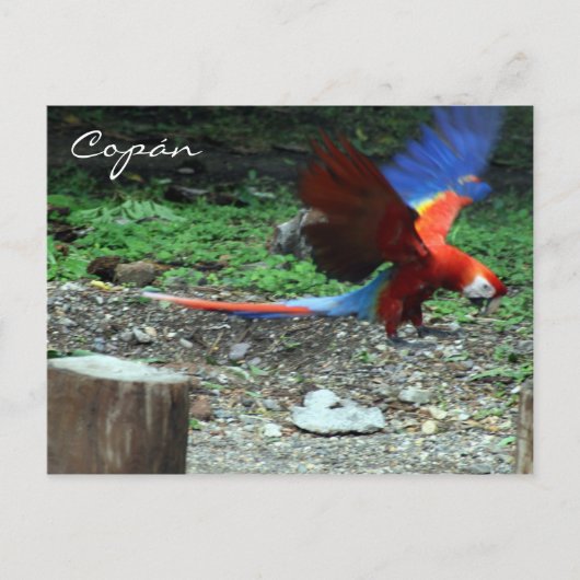 Scharlachrome Postkarte (Vorderseite)