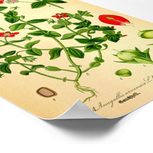 Scharlachrot (Anagallis caerulea) Poster (Ecke)