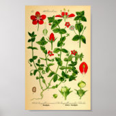 Scharlachrot (Anagallis caerulea) Poster (Vorne)