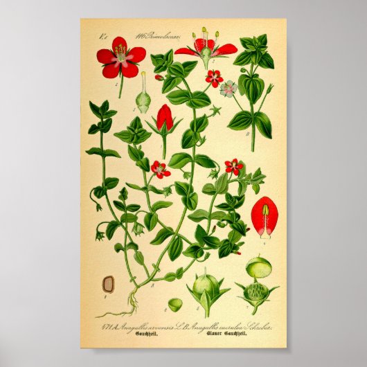 Scharlachrot (Anagallis caerulea) Poster (Vorne)