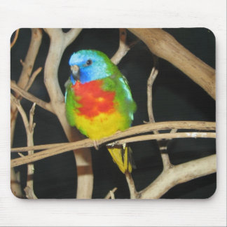 Scharlachrot-Chested Parakeet - Neophema splendida Mousepad
