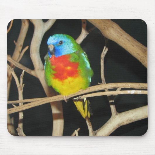 Scharlachrot-Chested Parakeet - Neophema splendida Mousepad (Vorne)