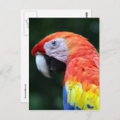 Scharlachrot hübsch postkarte (Vorne/Hinten)