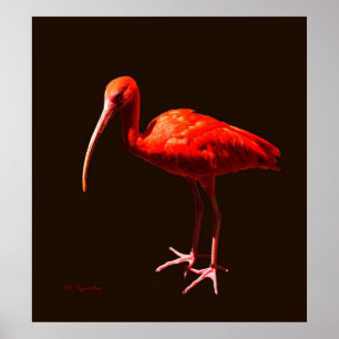 Scharlachrot IBIS auf Schwarzem Poster